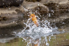 昨日のカワセミ