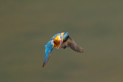 カワセミの生活