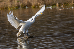 コハクチョウ着水