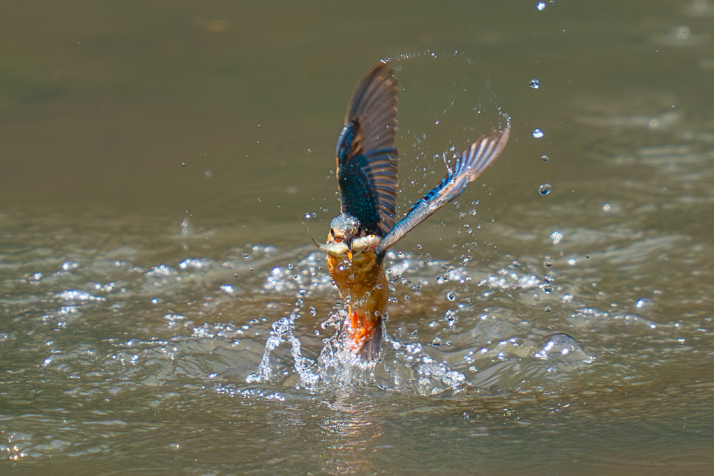 カワセミの生活