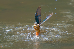カワセミの生活