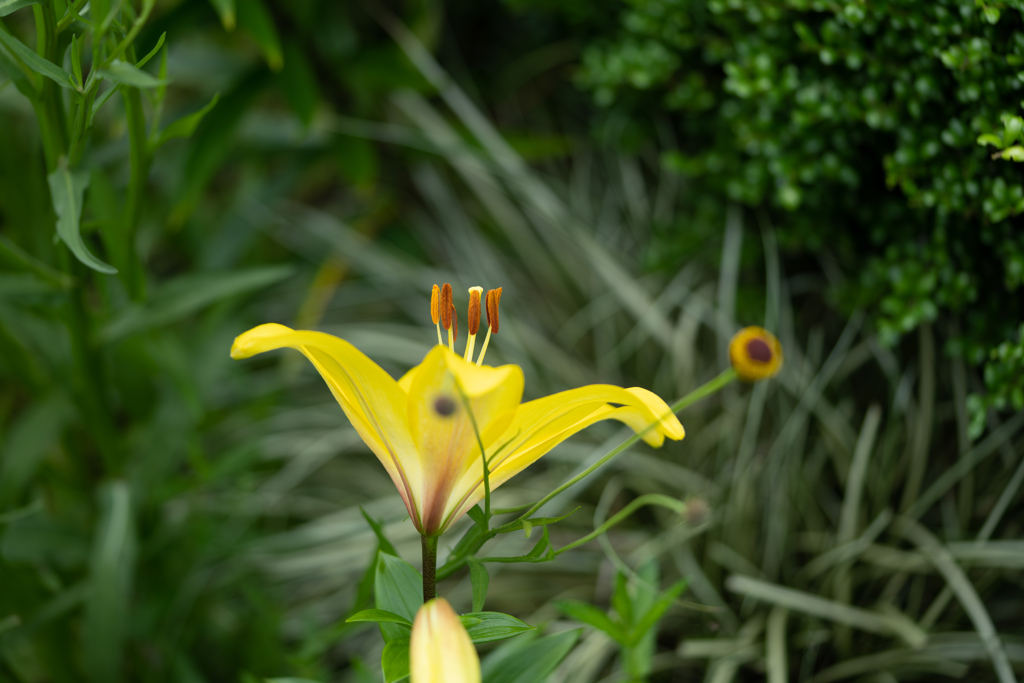 野草の時間
