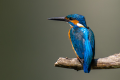 カワセミの生活