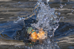 今日のカワセミ　激寒