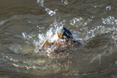 今日のカワセミ　上から