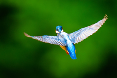 カワセミの生活