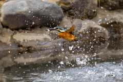 昨日のカワセミ