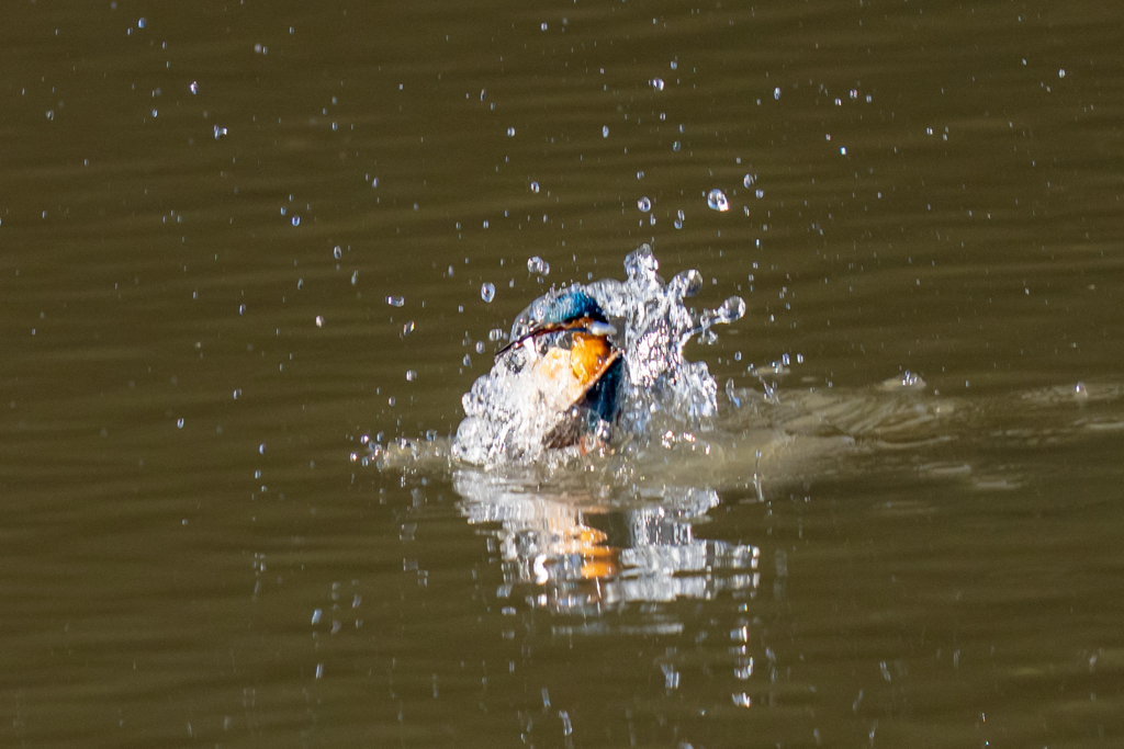 一昨日のカワセミ