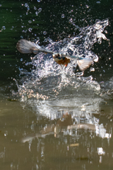 リフレクション