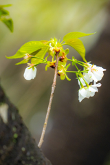 今日の桜