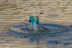 昨日のカワセミ