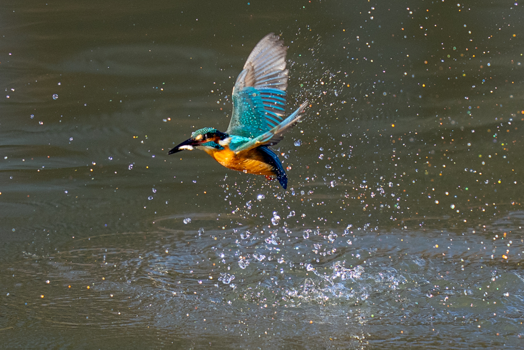 クリスマスイブカワセミ