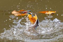 今日のカワセミ・曇天