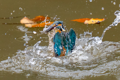 今日のカワセミ・曇天
