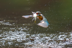 大魚