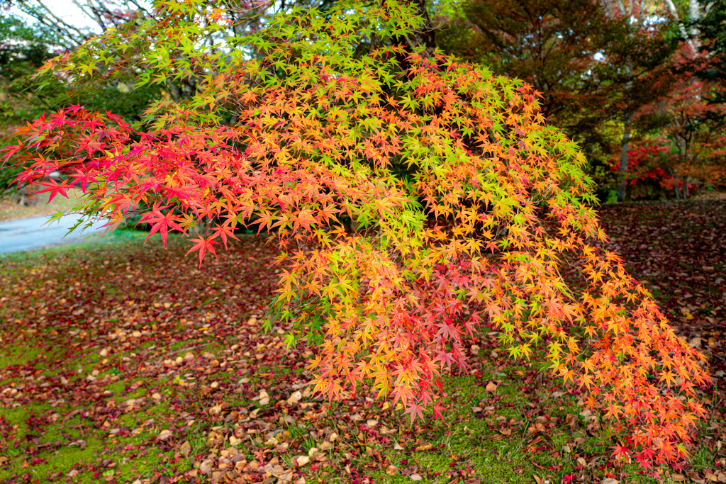 今日の紅葉
