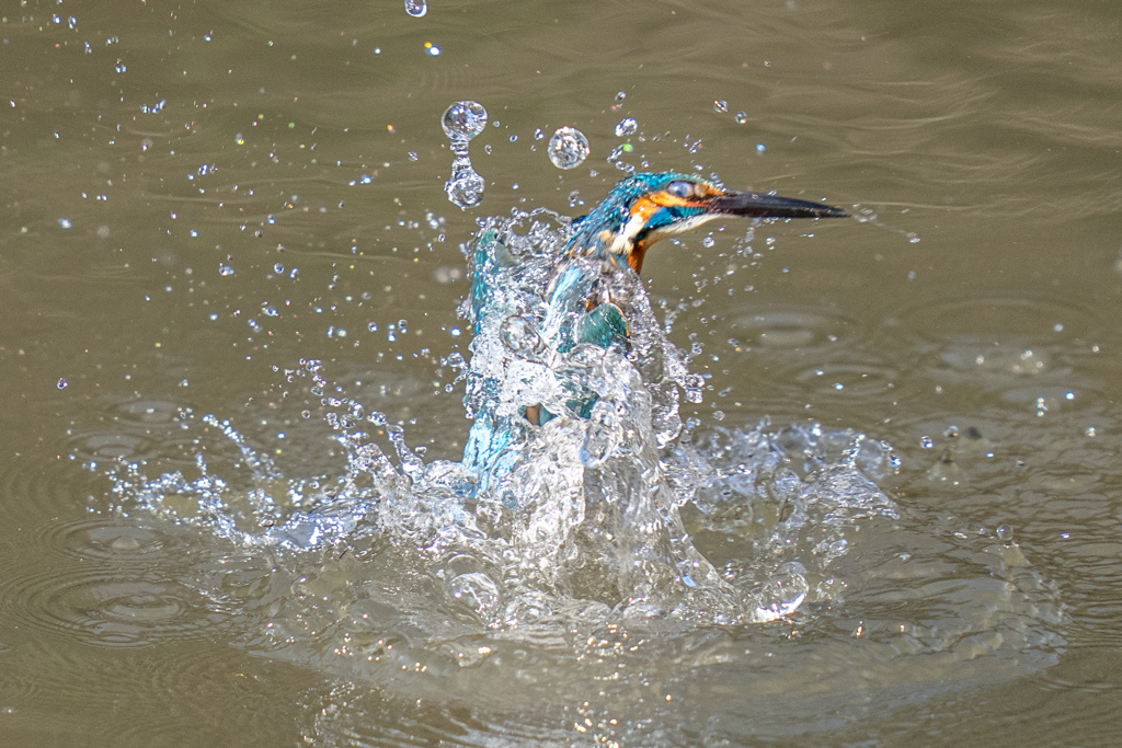 今日のカワセミ