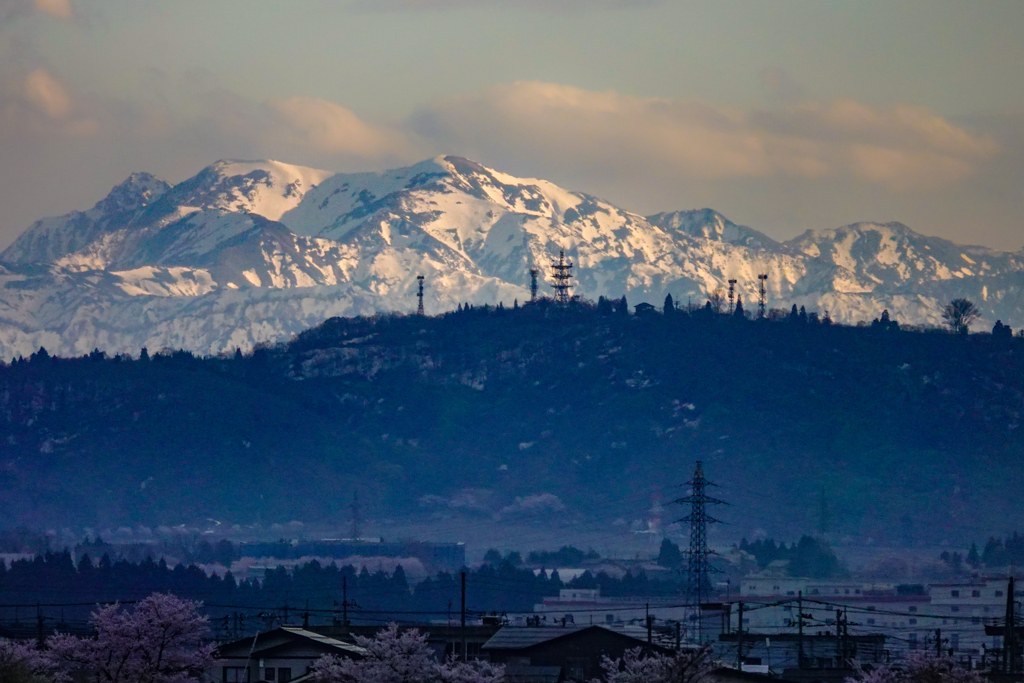 桜と雪山