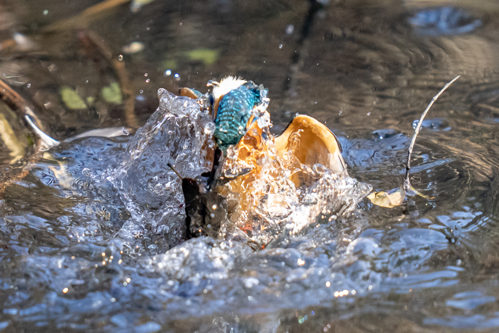 今日のカワセミ