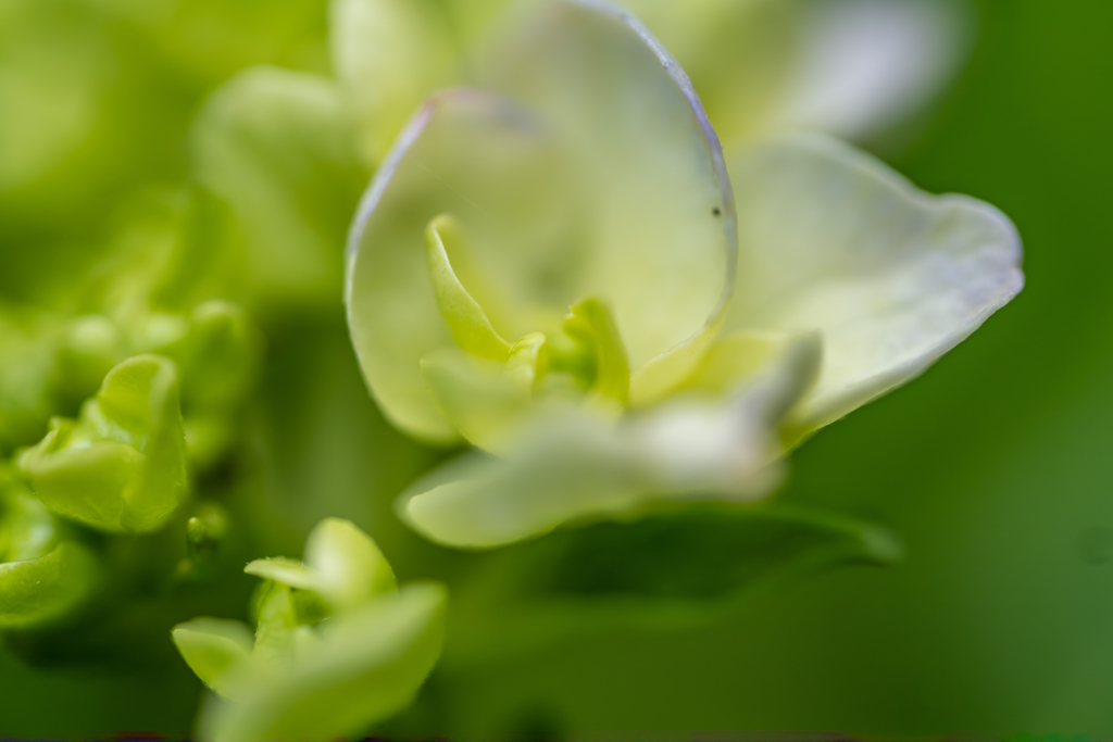 野草の時間