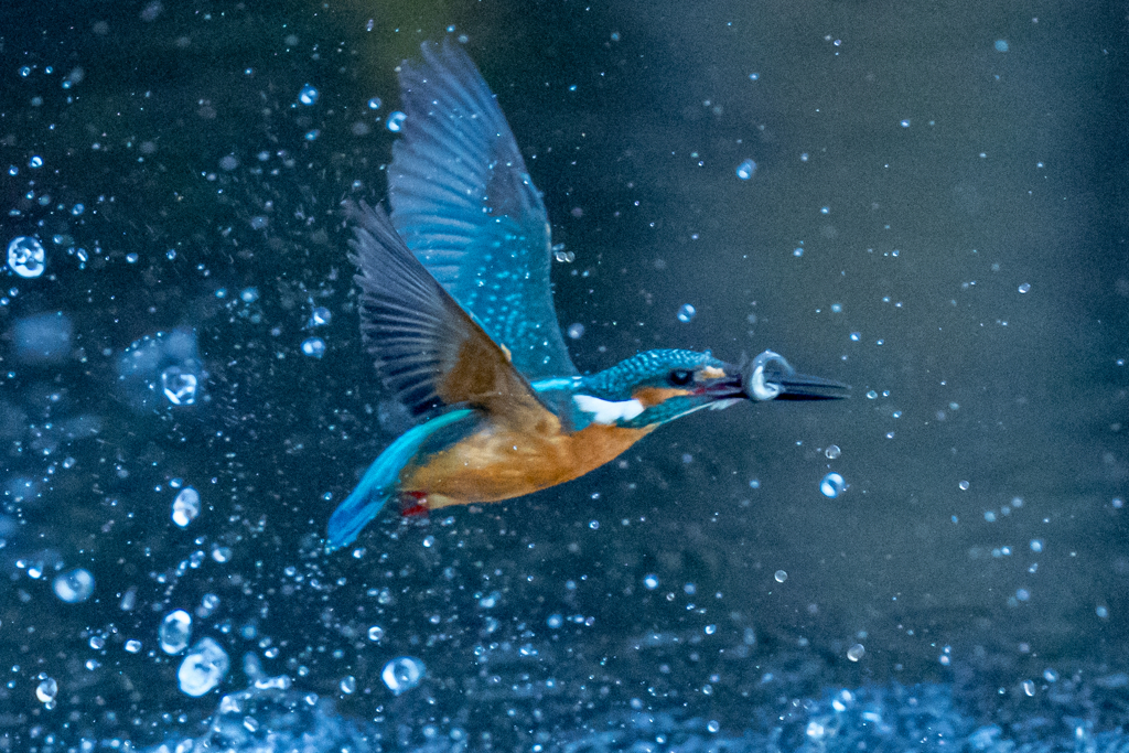 今日のカワセミ　日没