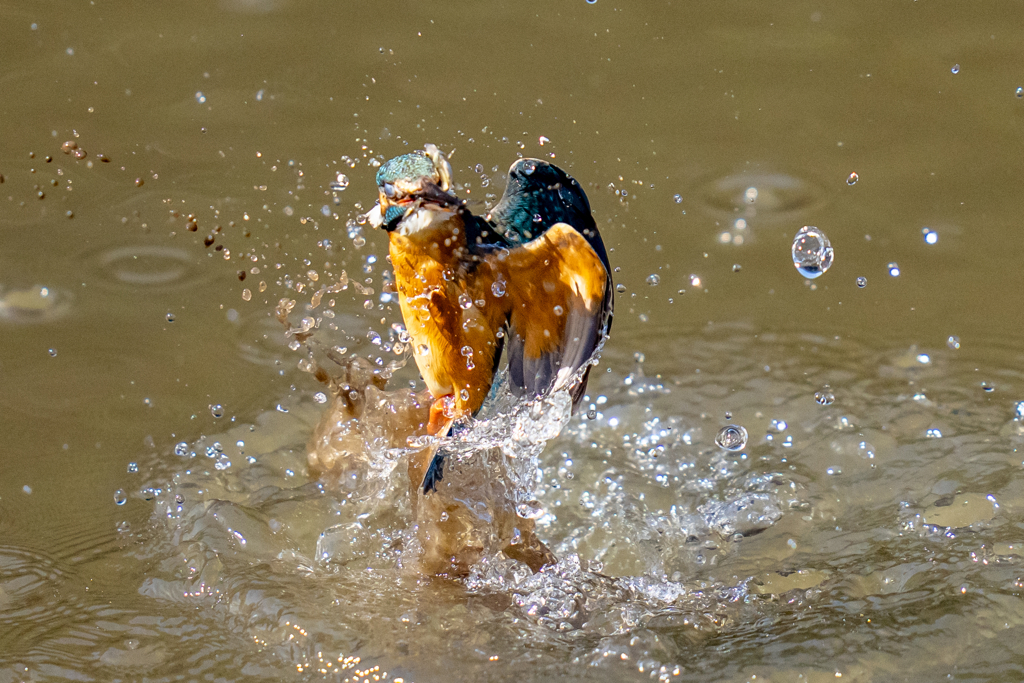 今日のカワセミ