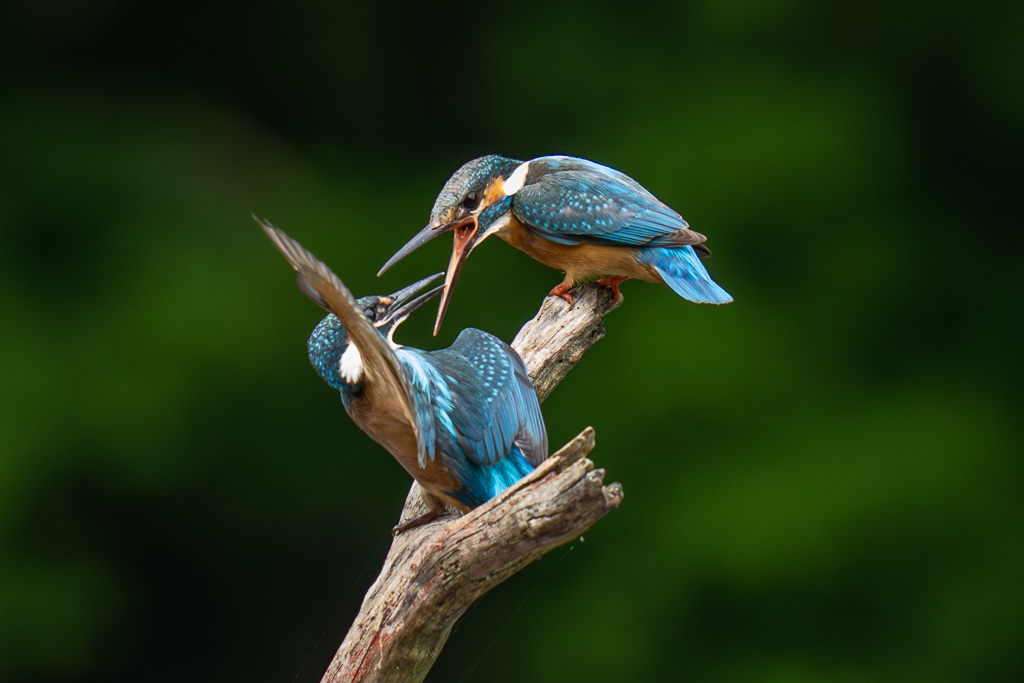 カワセミの生活
