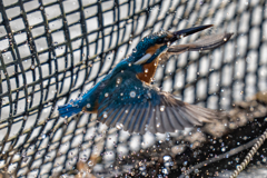 生簀でのご活躍