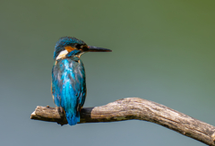 カワセミの生活