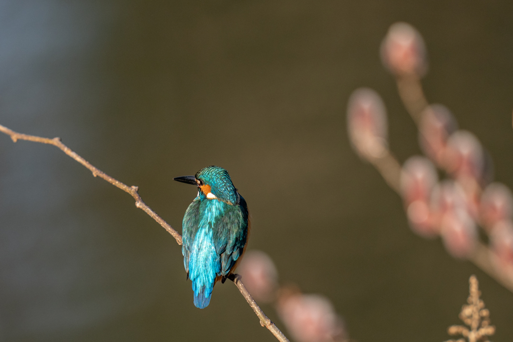 翡翠ネコヤナギ