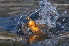 今日のカワセミ　激寒