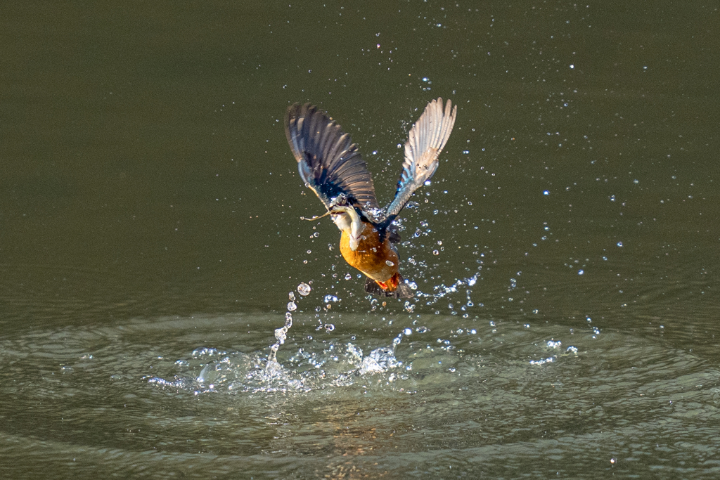 今日のカワセミ