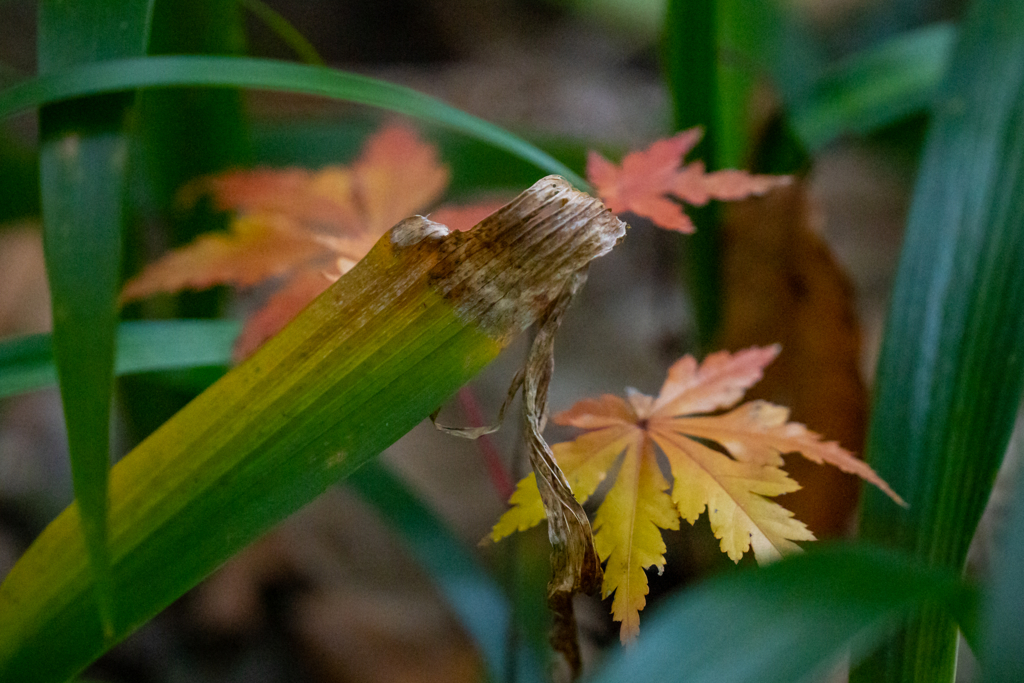新しい芽吹きの紅葉