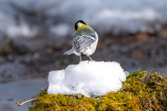 雪野鳥