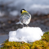 雪野鳥