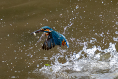 先週のカワセミ