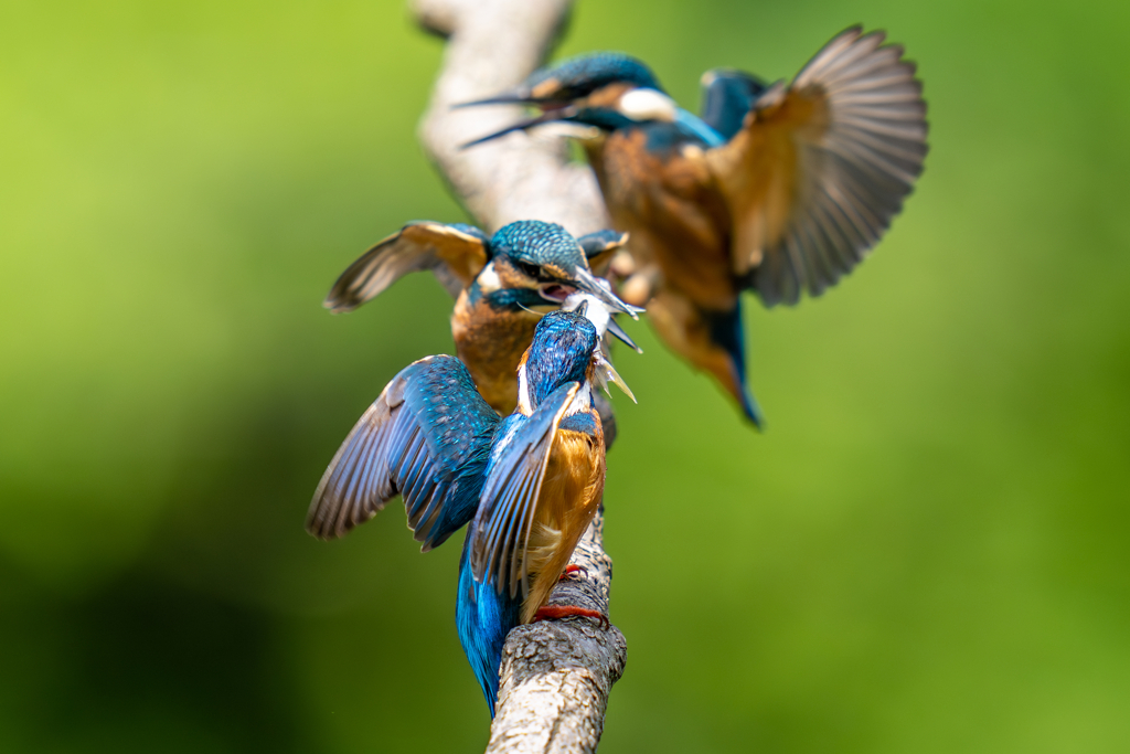 カワセミの生活