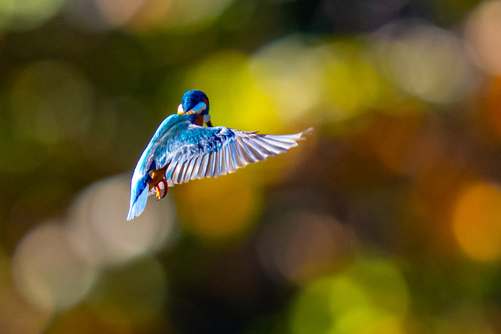 今日の紅葉ホバ・弐ノ型