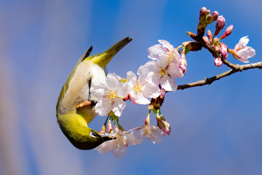 玉縄桜