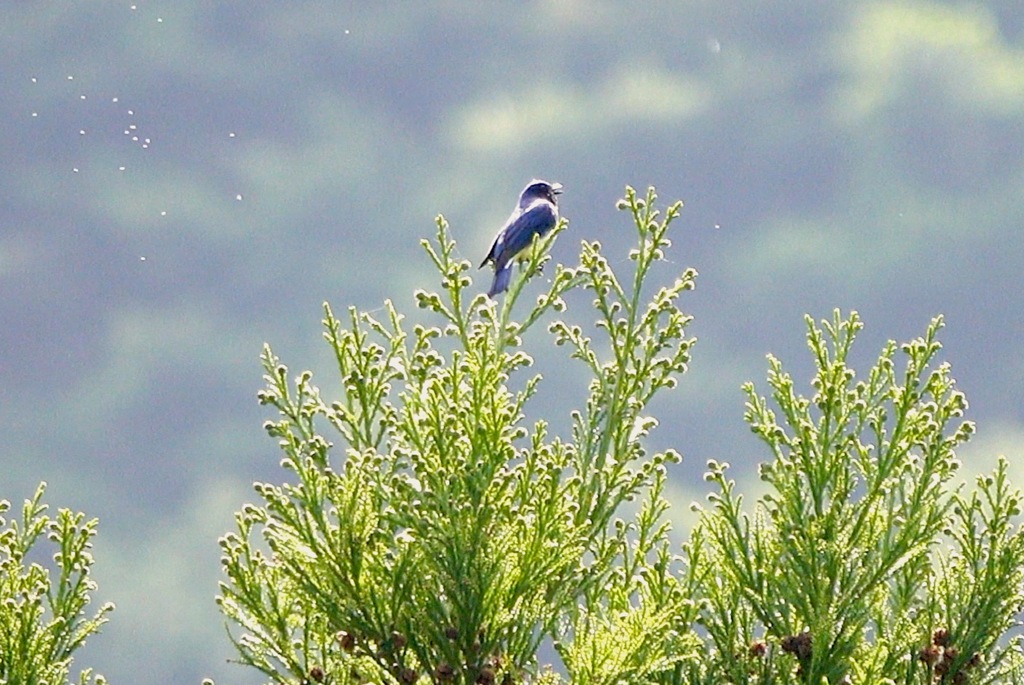 野鳥の時間