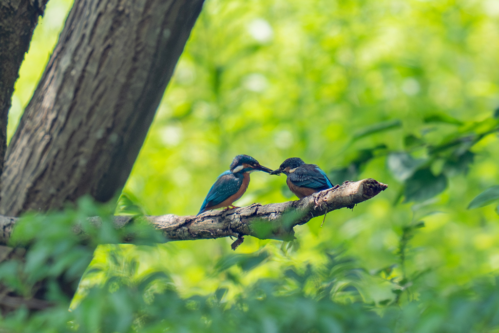 カワセミの生活