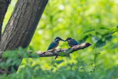 カワセミの生活