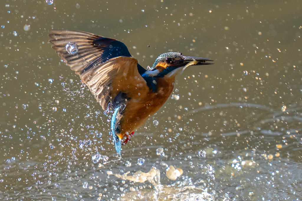 イヴのカワセミ