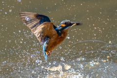 イヴのカワセミ