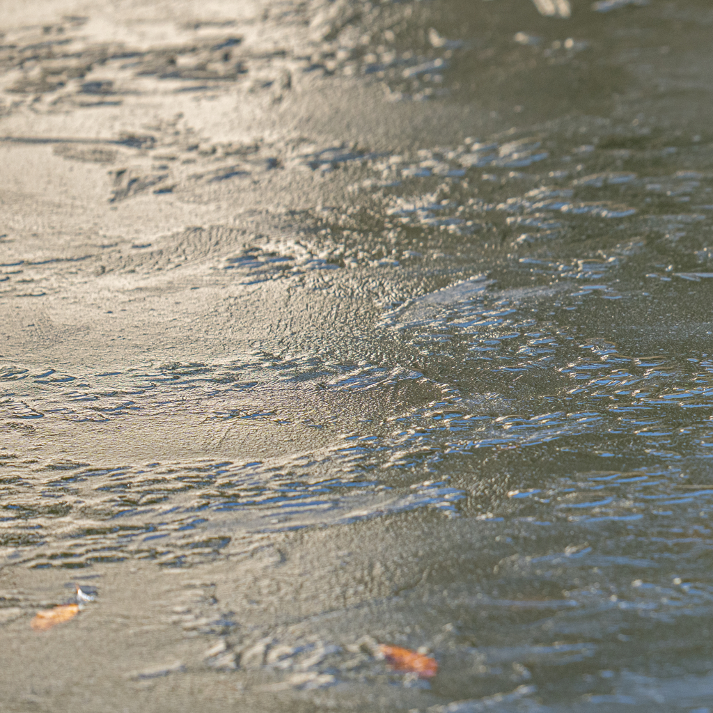 カワセミ池初結氷