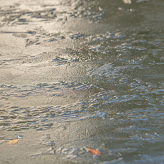 カワセミ池初結氷