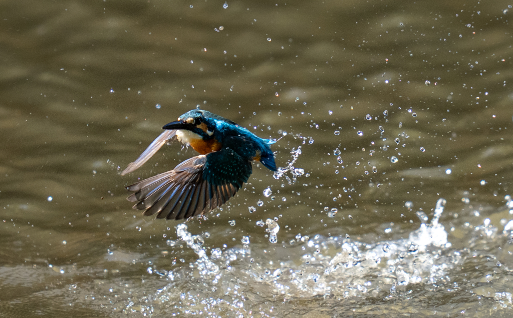 昨日のカワセミ