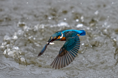 今日のカワセミ