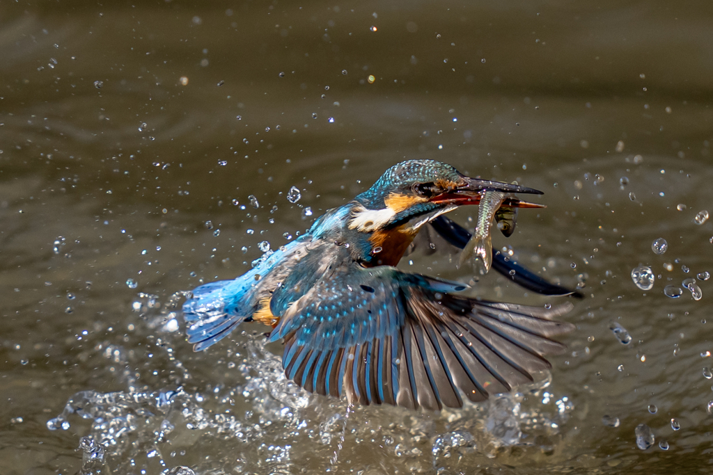 水浴び付きダイブ
