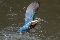 今日のカワセミ